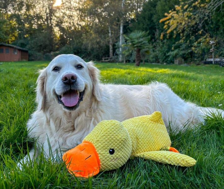 Le jouet Canard Calmant brinquedo Mascato Shop